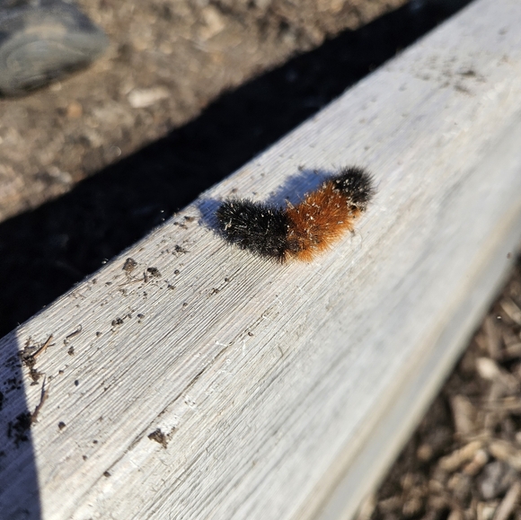 Meet your Posher, Hannah - Picture 11 of 13